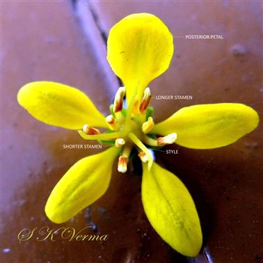 Flower